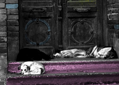 ქუჩის ცხოველთან ქცევის წესები