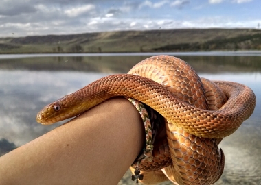 ვირთხები, გველები და სხვა შინაური ცხოველები თბილისელების სახლებში