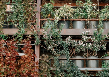 კედლის ვერტიკალური გამწვანება თბილისში