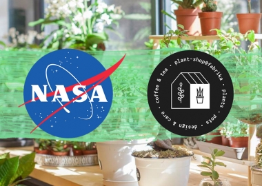 როგორ გავამწვანოთ საძინებელი ოთახი