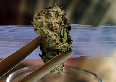 მარიხუანას კულტივაციის ლეგალური ბიზნესები საქართველოში