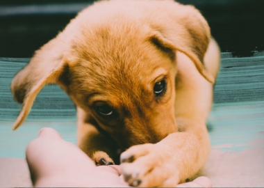 ცხოველების გაჩუქების აქციები თბილისში