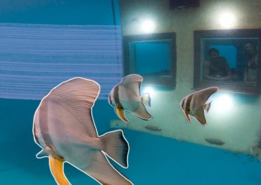 განსაკუთრებული სასტუმროები წყალქვეშ, ალპებში, უღრან ტყეებსა და კონფლიქტურ რეგიონებში