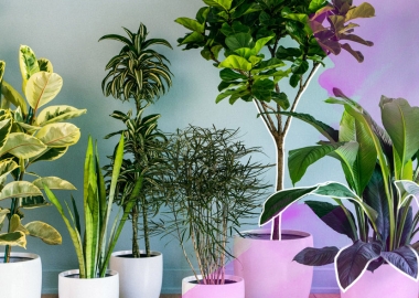 ინტერიერის მცენარეები - ეკონომიკის ახალი, მზარდი სეგმენტი