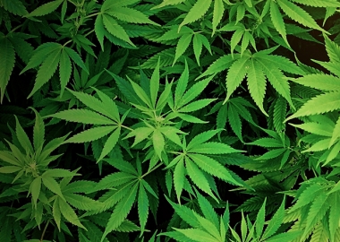 მარიხუანა ლეგალიზებულია!