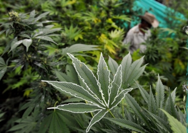 კანაფის ინდუსტრიის შედეგები - იტალიური გამოცდილება