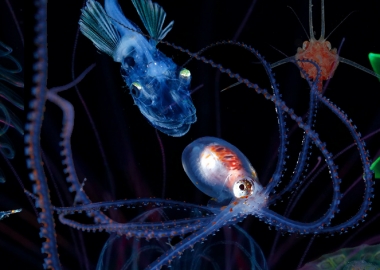 უხილავი წყალქვეშა სამყარო იაპონურ ფოტოებში