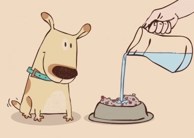 რა უნდა გავითვალისწინოთ ძაღლების კვებისას