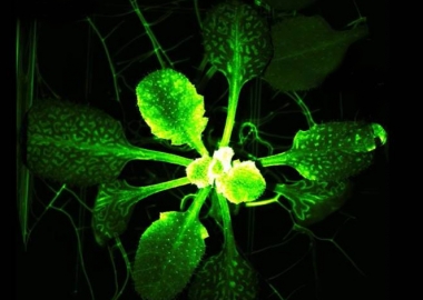 რას „გრძნობენ“ მცენარეები, როცა მათ ვჭამთ