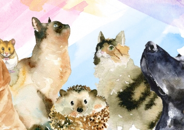 რჩევები და მოვლის წესები შინაური ცხოველებისთვის სოციალური ქსელებიდან