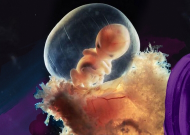 ადამიანის ფორმირების ფოტოები ჩასახვიდან დაბადებამდე