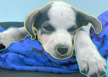 რატომაა მიზანშეწონილი შინაური ცხოველების კასტრაცია - ინფორმაცია ექიმი-ვეტერინარისგან