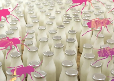 ტარაკნების რძე - მომავლის superfood უკვე ჰორიზონტზეა