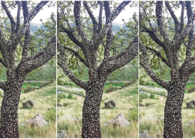 საღეჭი რეზინების "ნატვრის ხე" ვარძიასთან - დღის ფოტო