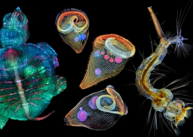 ფოტოები, რომლებმაც Nikon-ის მიკროფოტოგრაფიის კონკურსზე გაიმარჯვა