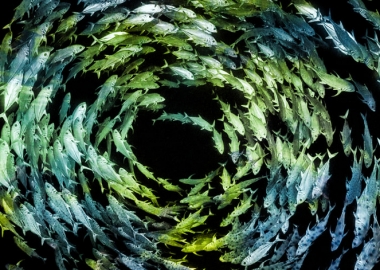 ფოტოკონკურს Wildlife Photographer 2019-ის გამარჯვებულები