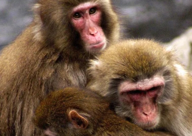 რა არის ემპათია და რატომ გვჭირდება ის?