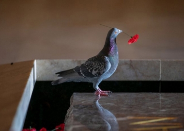 მტრედმა უცნობი ჯარისკაცის საფლავიდან მოპარული ყაყაჩოებით ბუდე აიშენა