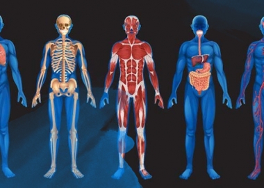 რატომ სჭირდება ადამიანს ცხიმი