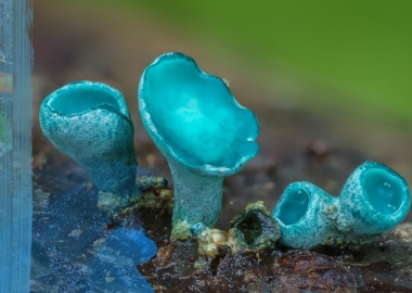 ექსტრემალურად ახლო ფოტოები სოკოების მალულ სამყაროს ასახავს