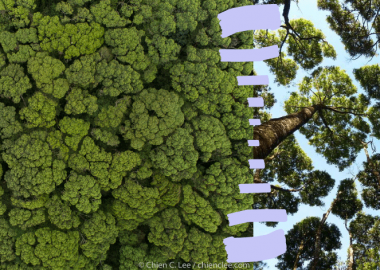 რატომ არ ეხებიან ხეები ერთმანეთს - "ვარჯის სიმორცხვის" ფენომენი