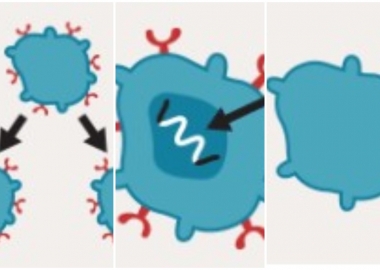 ახლად აღმოჩენილმა მეთოდმა შესაძლოა პროსტატის, მკერდის, ფილტვებისა და სხვა სახის კიბო დაამარცხოს - BBC