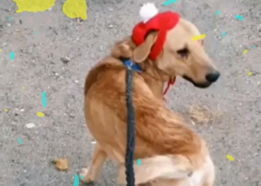 "ლუნას სიკვდილით სიცოცხლისათვის" — ცხოველთა დამცველები მუნიციპალური თავშესაფრის წინააღმდეგ