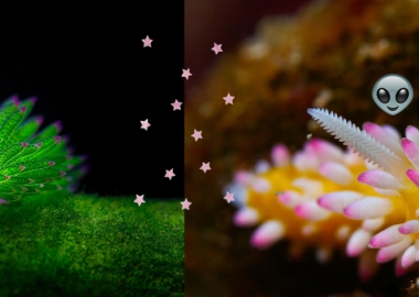 ეს საოცარი ზღვის ლოქორები უცხოპლანეტელებს ჰგვანან