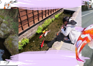 იაპონიის ქალაქში ასობით ფერადი თევზი სადრენაჟე არხებში დაცურავს