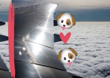 სამგზავრო თვითმფრინავის კანადელმა პილოტმა ძაღლის გადასარჩენად რეისი შეწყვიტა