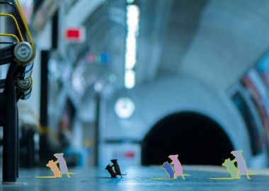 თაგვების ჩხუბი მეტროში და ველური ბუნების ფოტოგრაფის სხვა გამორჩეული ნამუშევრები