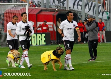 ჩილელი ფეხბურთელები მიუსაფარი ძაღლების მხარდასაჭერად