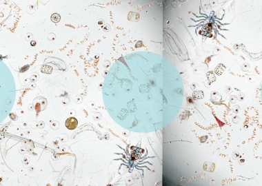 რა ორგანიზმებს "მალავს" და როგორ გამოიყურება ზღვის წყლის 25-ჯერ გაზრდილი წვეთი?