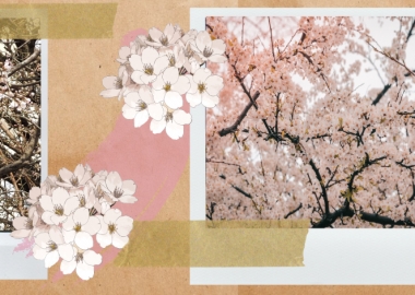 გაზაფხულის მახარობელი ნუშის ხეები თბილისში - რიტუალები, კულტურა და სახელმწიფო პროგრამები