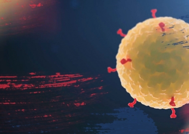 მითია და რეალობა "ჯოგური იმუნიტეტით" კორონავირუსის დამარცხება - USA Today