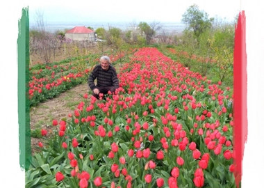 იყიდება წითელი ტიტა!
