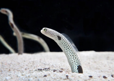 ტოკიოს აკვარიუმი მოსახლეობას სთხოვს, რომ გველთევზებს ვიდეოზარებით დაუკავშირდნენ