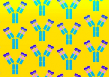 მზადდება "ანტისხეულების კოქტეილი", რომელიც ადამიანებს ვირუსისგან, სავარაუდოდ,  2 თვით დაიცავს