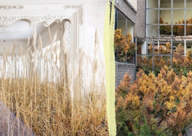 ირანული ფოტოსერია: მიტოვებულ ეზოებში, კიბეებსა და საძინებლებში გამეფებული ბუნება