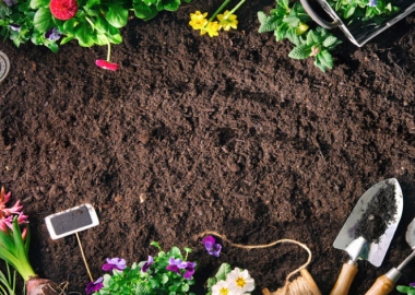 4 რჩევა ბაღის მცენარეების მოსავლელად - ფლორისტი ირინა ღარიბაშვილი