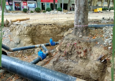 რა საფრთხე ემუქრებათ ხეებს და ადამიანებს ქუჩის სამუშაოების ჩატარებისას - რჩევები ნატა ფერაძისგან