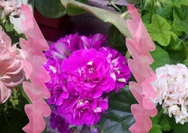 5 რჩევა პელარგონიების ყვავილოვანი აფეთქებისთვის - მადონა რევაზიშვილი