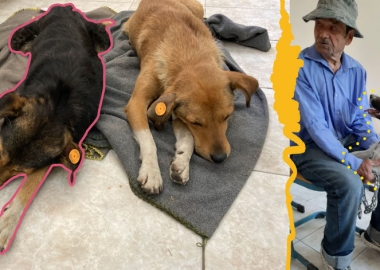 ცხოველების კასტრაცია-სტერილიზაციის პროგრამა თელავიდან დაიწყო