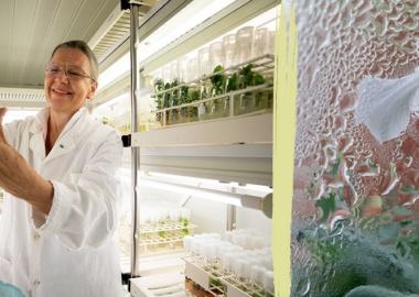 ავსტრიის ლაბორატორიაში ციმბირში ნაპოვნი 32000 წლის თესლისგან მცენარე გაზარდეს