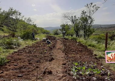 ურბანული ბაღჩა თბილისში, სადაც ორგანული საკვების მოყვანა თქვენც შეგიძლიათ