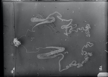 მეტაფაზა - უხილავი დინებები, ცოდნის სტრუქტურები და ყოფის ანატომია