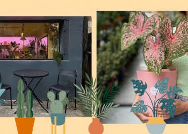 სად შევიძინოთ მცენარეები თბილისში