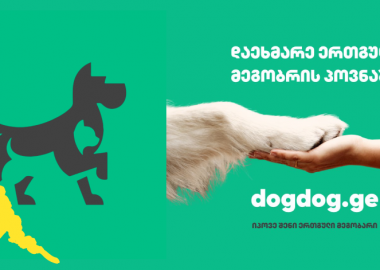 dogdog.ge - იპოვე შენი ერთგული მეგობარი