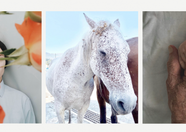 ამბის თხრობის ვიზუალური ხელოვნება - თინათინ ჯაბანაშვილის მობილური ფოტოგრაფია