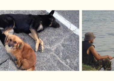 ძაღლებსა და ადამიანებზე